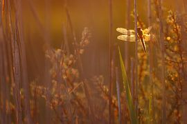 Dragonfly by Pim Leijen