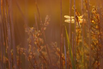 Dragonfly sur Pim Leijen