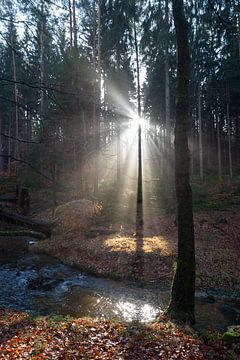 Winterlicht in het bos 1 van Heidemuellerin