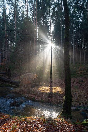 Winterlicht in het bos 1