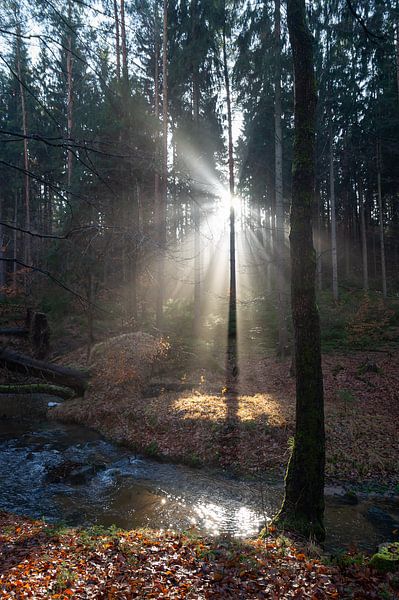 Winter light in the forest 1 by Heidemuellerin