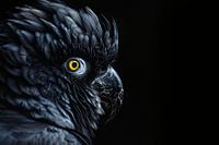Cockatoo with Penetrating Yellow Eyes