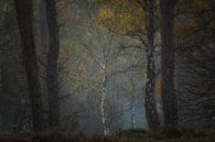 A striking tree by Moetwil en van Dijk - Fotografie thumbnail
