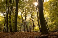 Zon in het bos op de Veluwe (Speulderbos)