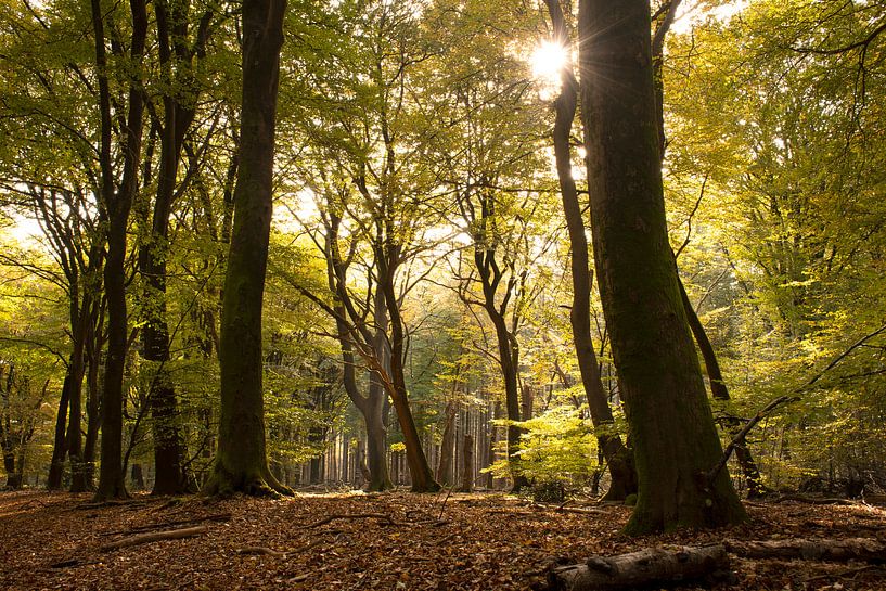 Zon in het bos op de Veluwe (Speulderbos) van Esther Wagensveld