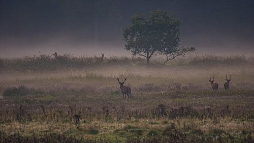 chasse au cerf élaphe