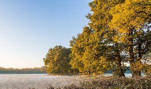 Sunsrise in the wood