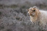 Sheep on the moor by Karin van Rooijen Fotografie thumbnail
