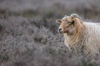 Sheep on the moor