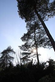 Arbres au soleil du soir