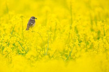 Stonechat mum in rape field by Daniela Beyer