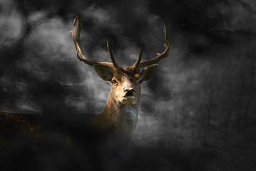 Deer in the misty forest by Kim van Beveren