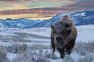 Amerikanischer Bison (Bison bison) von Nature in Stock Miniaturansicht