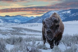 Amerikaanse bizon (Bison bison) in de Lamar vallei bij zonsopkomst, VS, Wyoming, Yellowstone Nationa van Nature in Stock