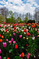 Bloemenveld met molen - Nederland