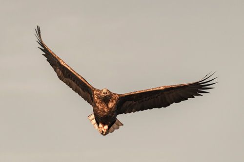 Zeearend jagend in de lucht