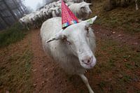 Het feestvarken is een schaaap