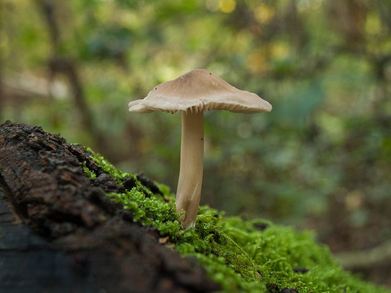 Pilz im Moos  von P van Beek
