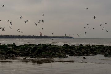 Scheveningen, The dance of the seagulls. by Aan Kant