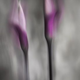 stilleven van twee bewogen bloemen in paars van Studio Allee