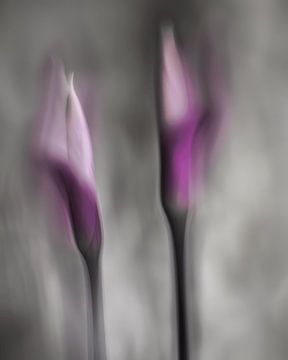 still life of two moved flowers in purple