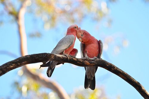 Liebevolles Paar australischer Rosenkakadus