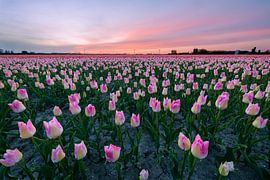 Une mer de tulipes roses au coucher du soleil sur Thijs Friederich