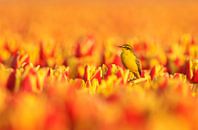 Gelbe Bachstelze auf gelb-orangen Tulpen von Menno Schaefer Miniaturansicht