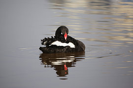 Schwarzer Schwan von Frank Smedts