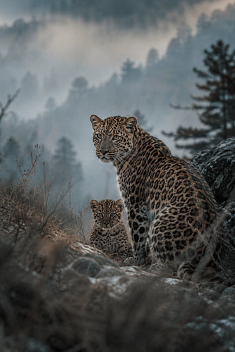 Wild Guardians – Leopard with Cub in a Misty Mountain Landscape