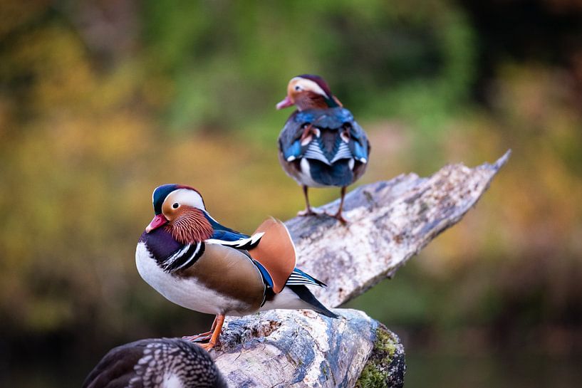 DIe Mandarinente von D.R.Fotografie