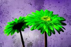 Gerbera by Gabi Siebenhühner