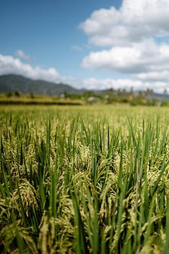 Beautiful December sun unfolds Balinese rice fields by Kíen Merk