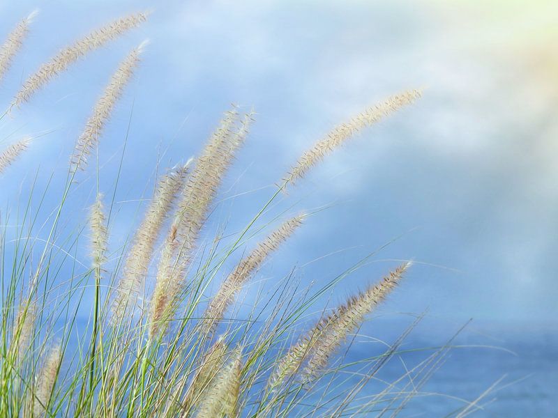 Ornamental grass along the coastline by Maickel Dedeken
