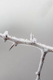 Ripe 05 by Mattijs kuiper