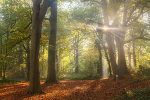 Le soleil se faufile dans le brouillard