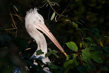 Pelican teenager nestling head, beautiful bird close-up on a background of greenery, pink tones of a by Michael Semenov