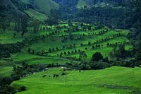 Grüne Landschaft im Nationalpark Los Nevados. Cocora-Tal nahe Salento, Kolumbien