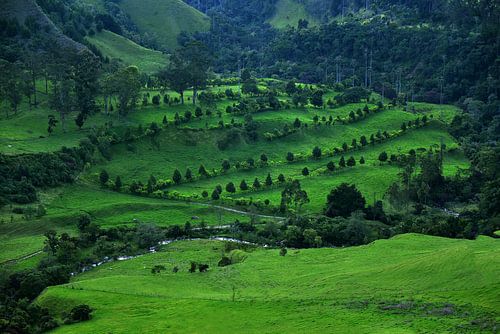 Green landscape in Los Nevados National Park. Cocora Valley near Salento, Colombia