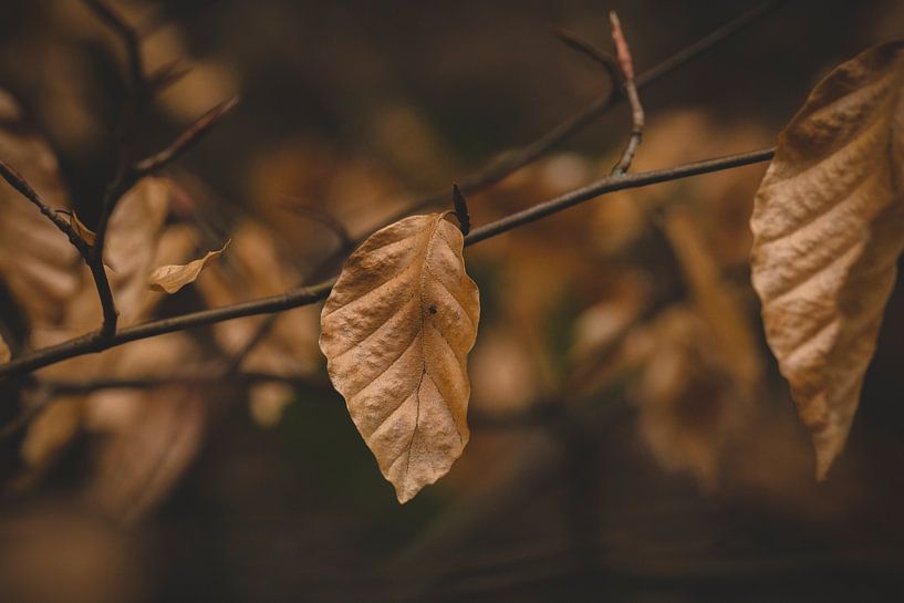 Vergehende Schönheit von Jonas Steinbrecher