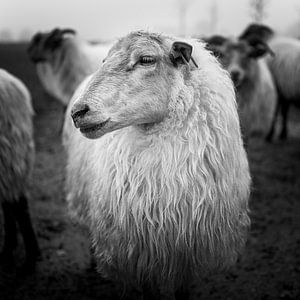 Moutons de Drenthe Heath sur Joris Louwes