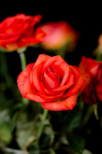 Mooie rode roos in een vaas