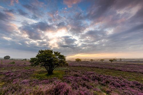 Green between purple