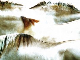 Horse landscape - Dos de cheval