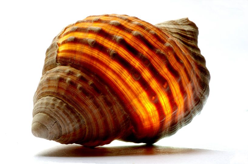 Shell in Orange van De Rover