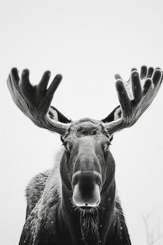 Eland