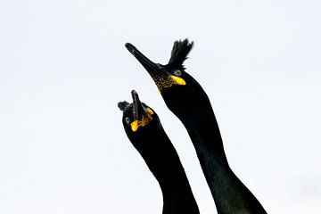 Cormorans dansants sur Luuk Belgers