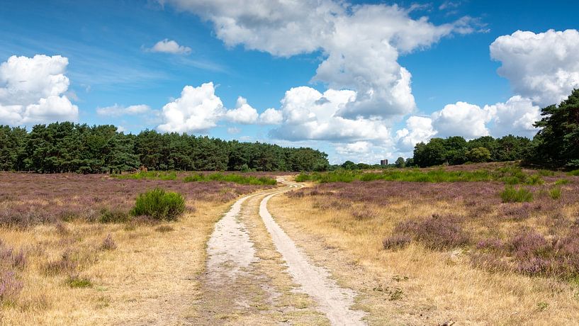 https://www.werkaandemuur.nl/nl/shopwerk/Westerheide-in-bloei/1018155 by Peter Veerman