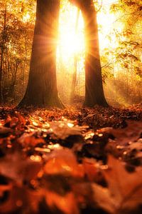 Herbstsinfonie 1