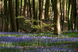 Bois de Hal - 'La Forêt Bleue'